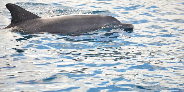 Catamaran west coast dolphins cruise mauritius (3)